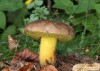 Hřib modračka (Houby), Boletus pulverulentus, Boletaceae (Fungi)